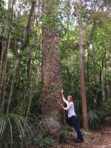 Mäktiga Kauriträd. Finns visst bara i NZ.