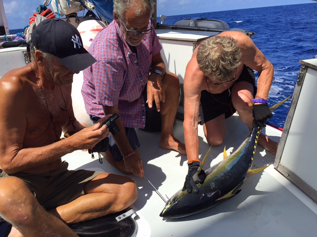 Naaapp! Gulfenad tonfisk, minst 15 kg. Mat för tre dagar. Tomas PE och Lennart har fullt upp med att " landa" muskeltorpeden.